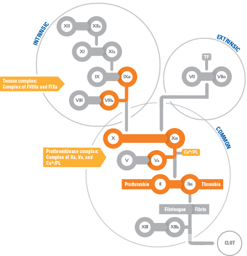 FEIBA acts on pathways in the clotting cascade to facilitate coagulation in an in vitro analysis