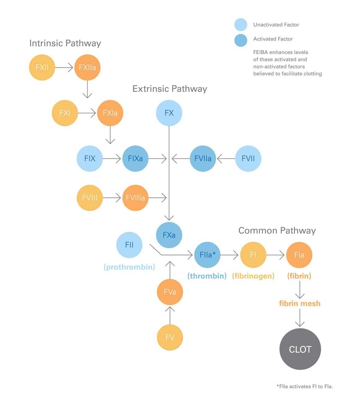 Flowchart depicting the blood clotting cascade